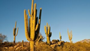 San Pedro Cacti