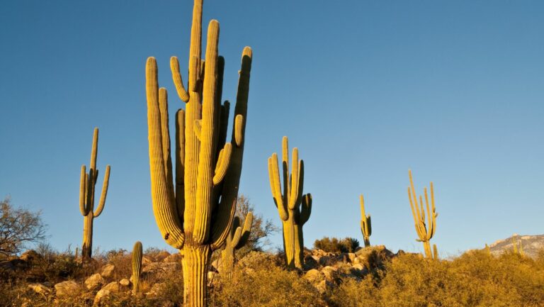 San Pedro Cacti